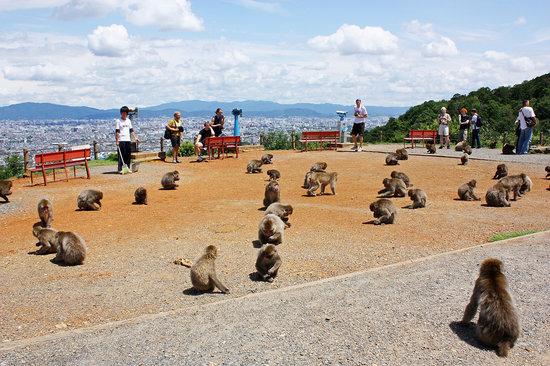 嵐山モンキーパークいわたやま